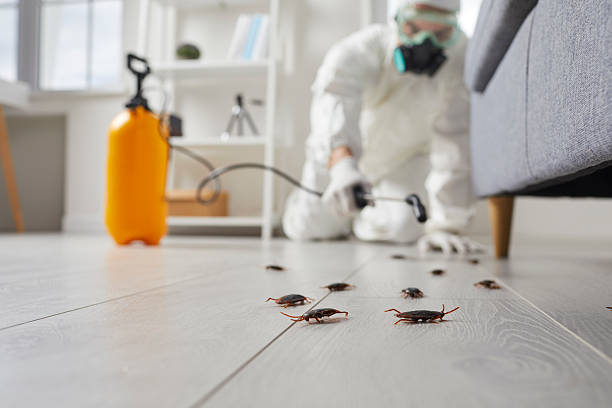 Commercial Rodent Management in Aloha